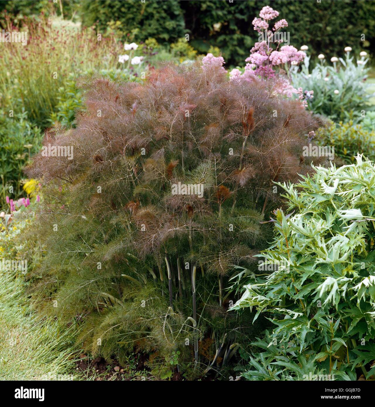 Fennel - Bronze - (Foeniculum vulgare `Purpurascens')   HER043245  /Photoshot Stock Photo